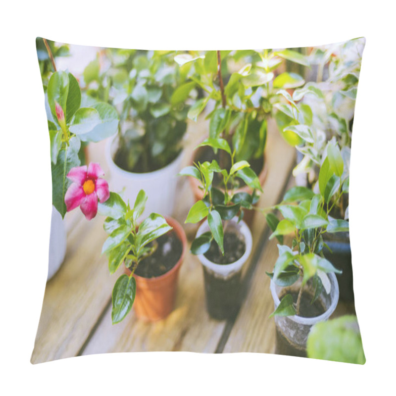 Personality  Gardeners Hand Planting Flowers In Pot With Dirt Or Soil.  Pillow Covers