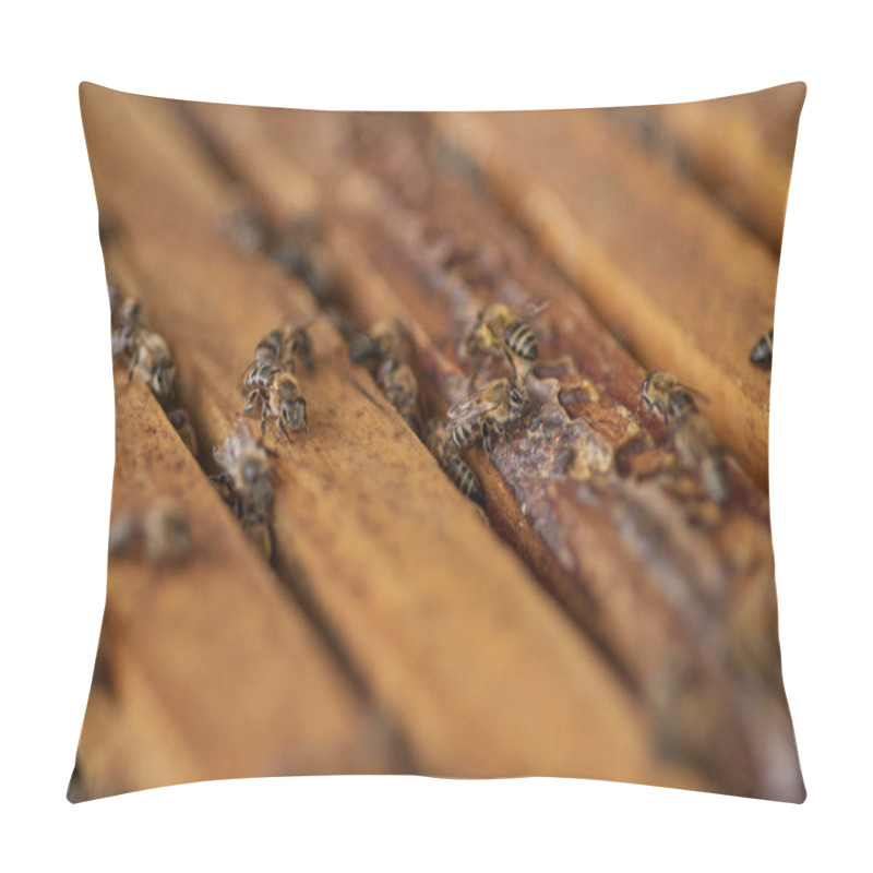 Personality  Environment, Hive And Honey With Bees Closeup On Box For Production Of Beeswax On Organic Farm. Agriculture, Nature And Process With Insects In Eco Friendly Habitat For Conservation Or Sustainability. Pillow Covers