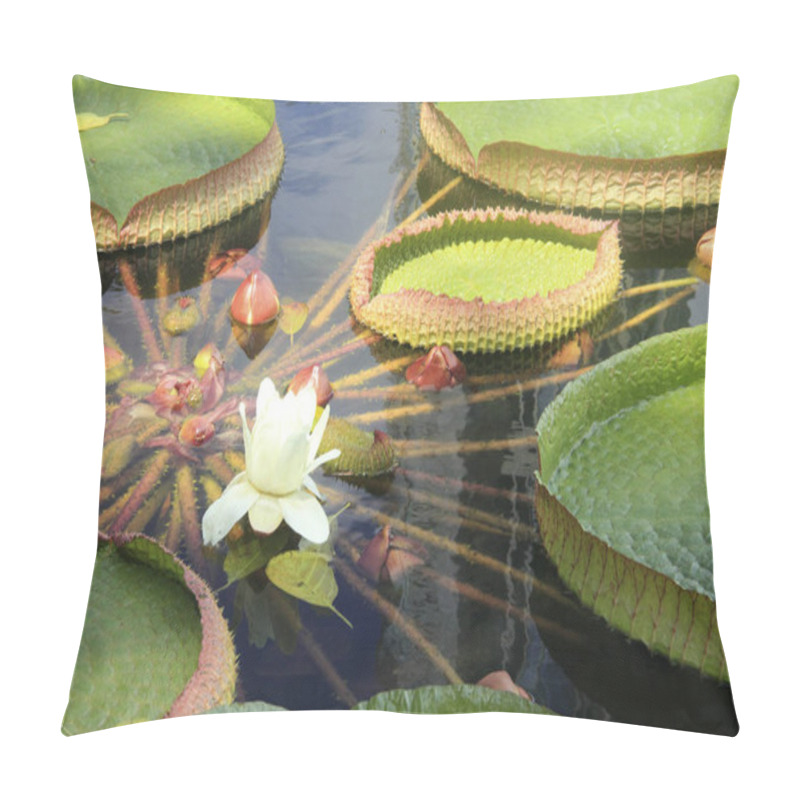 Personality  Giant Water Lily Victoria Cruziana Leaves Floating In A Pond Pillow Covers