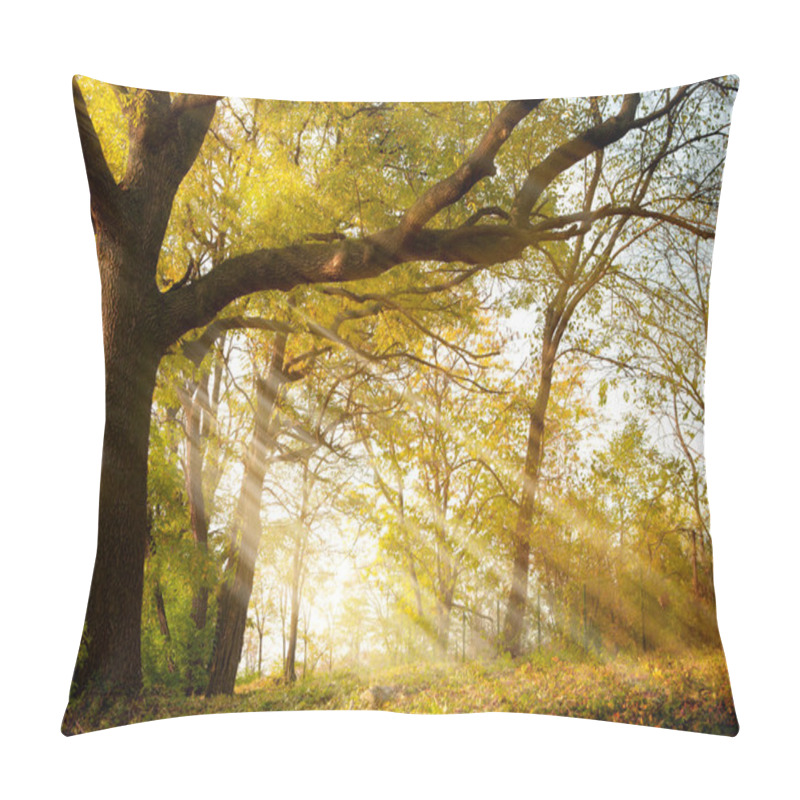 Personality  Old Oak Tree In Autumn Park Pillow Covers