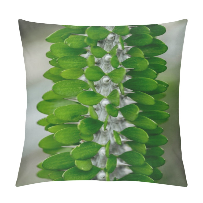 Personality  Close Up View Of Exotic Cactus With Green Leaves Pillow Covers