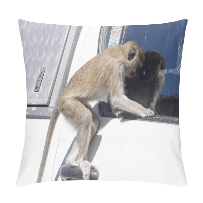 Personality  Green Monkey Chlorocebus Aethiops, Seen In Car Food, Chobe National Park, Botswana Pillow Covers