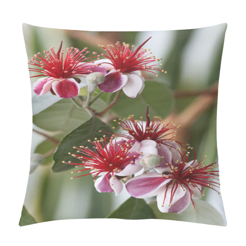 Personality  Flowering Tree Feijoa (Acca Sellowiana). Pillow Covers