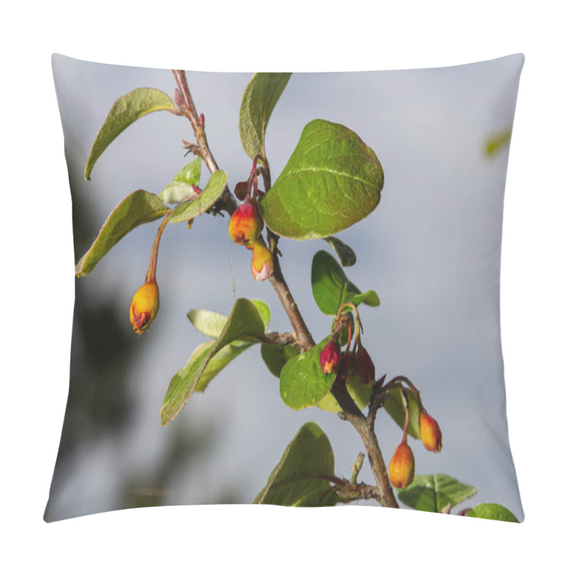 Personality  Cotoneaster Procumbens. Cotoneaster Bush Plant With Ripe Red Berries. Pillow Covers