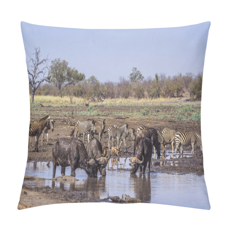 Personality  African Buffalo In Kruger National Park, South Africa ; Specie Syncerus Caffer Family Of Bovidae Pillow Covers