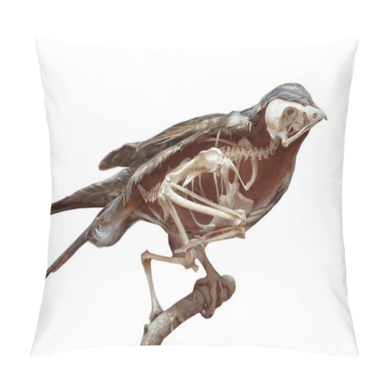 Personality  Section Of Stuffed Bird With Skeleton Inside Isolated On White Pillow Covers