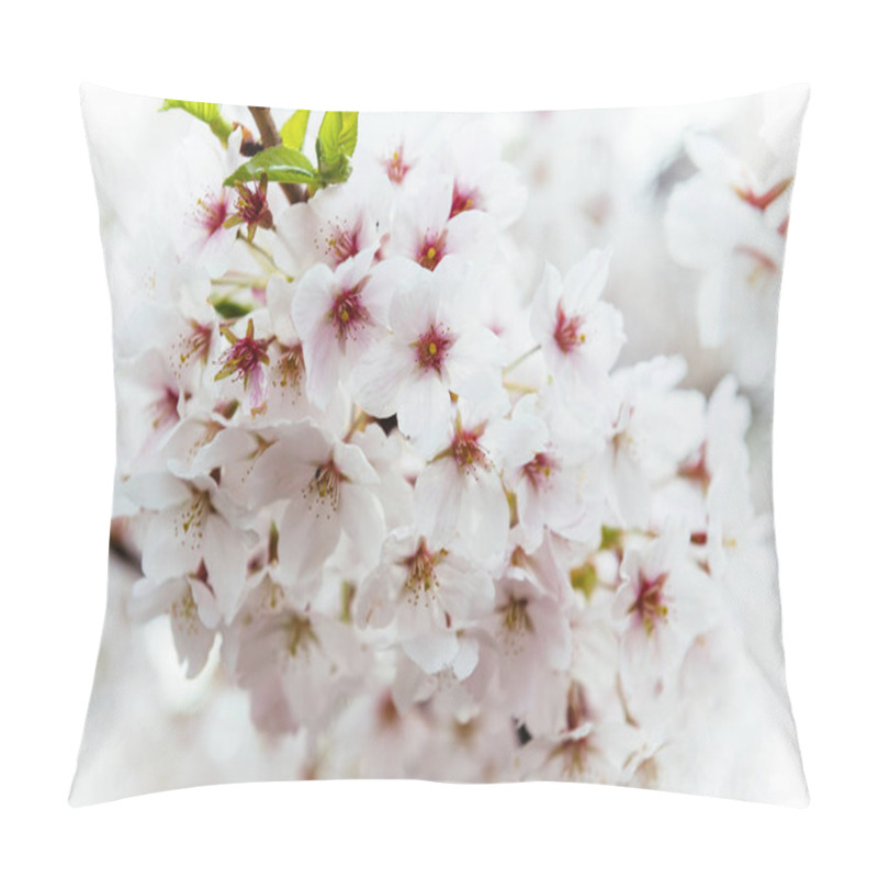 Personality  Sakura In Bloom On Spring Branch Tree Pillow Covers