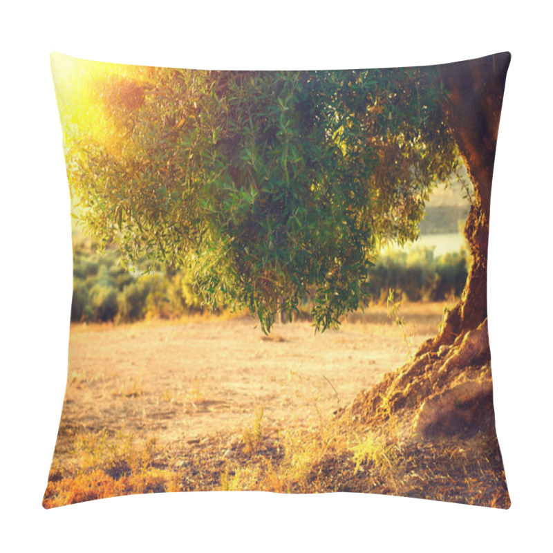 Personality  Plantation Of Olive Trees At Sunset. Pillow Covers