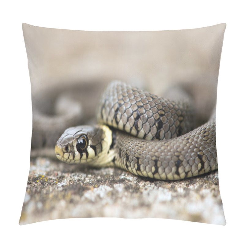 Personality  Grass Snake Pillow Covers