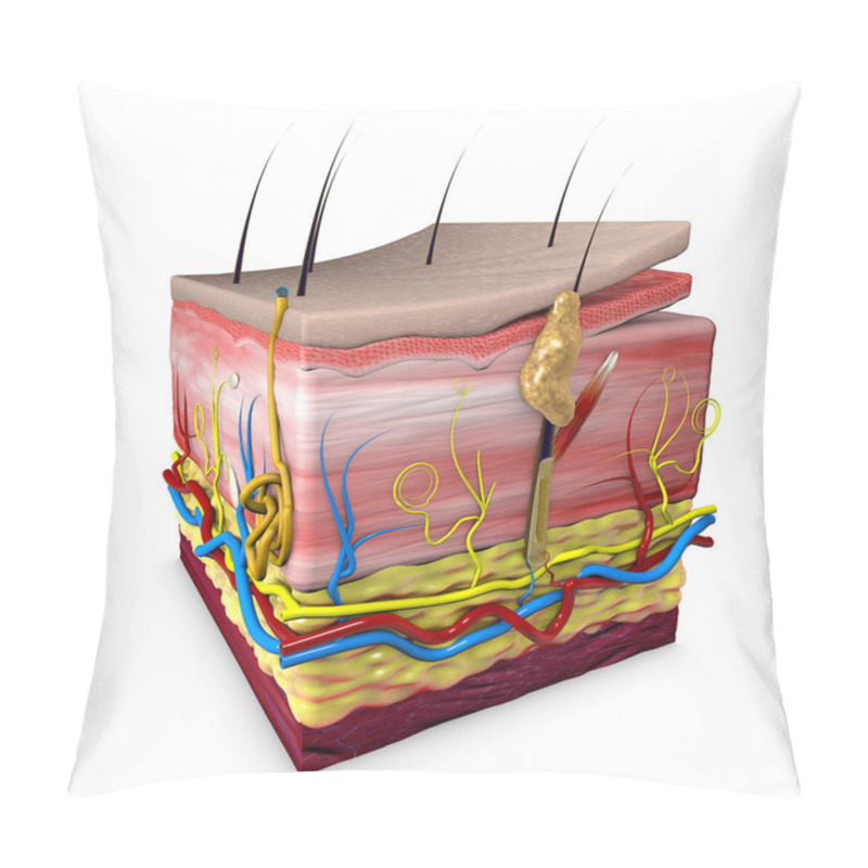 Personality  Human Body Skin Section, Anatomy, 3d Section Of Human Skin. 3d Rendering Pillow Covers