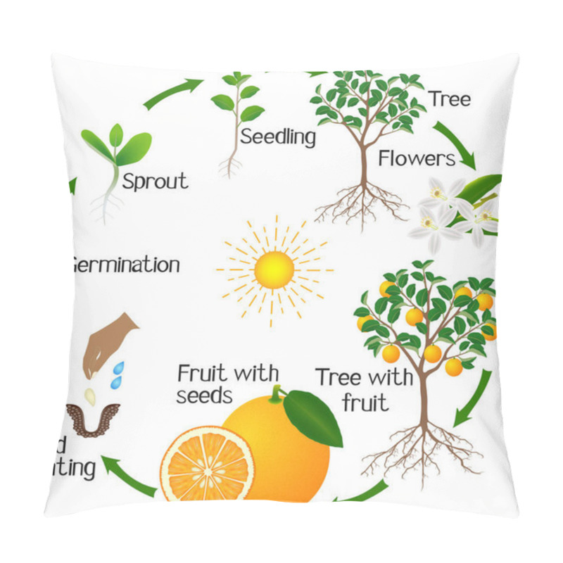 Personality  Cycle Of Growth Of An Orange Tree On A White Background. Pillow Covers