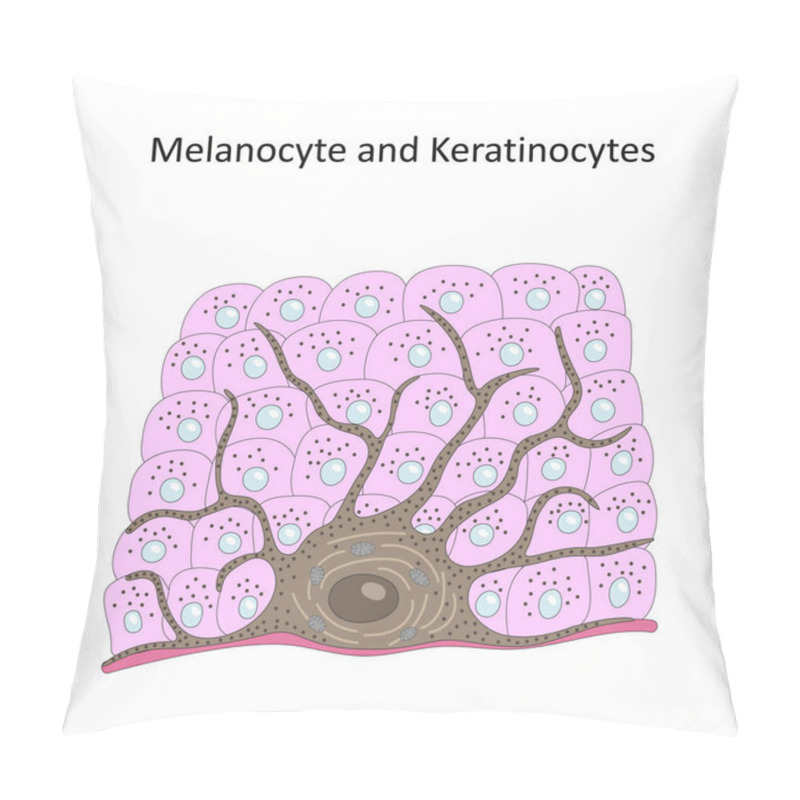 Personality  Melanocyte And Keratinocytes (skin Cells). Pillow Covers