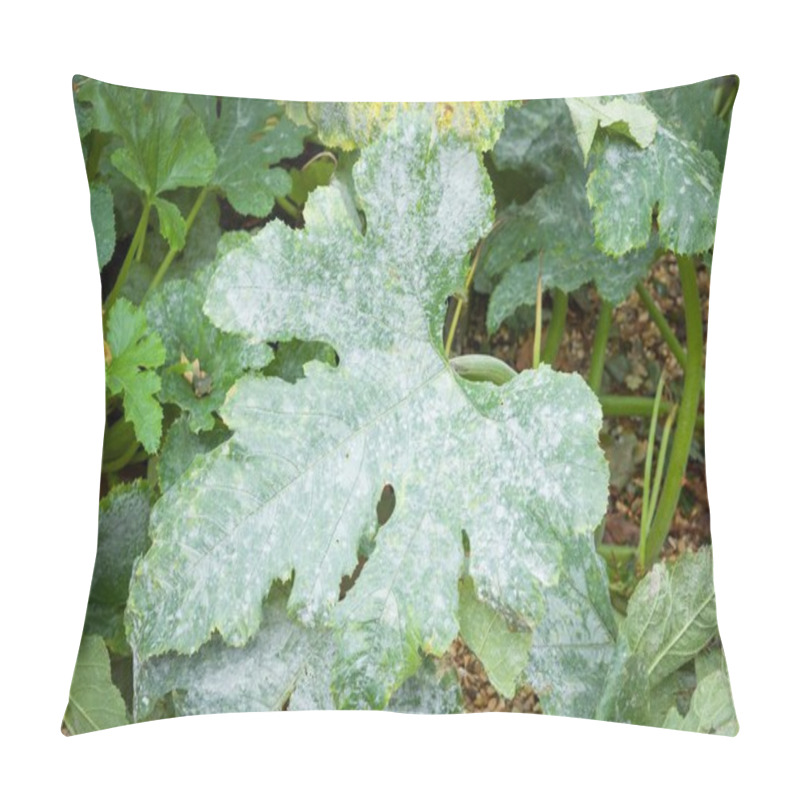 Personality  Powdery Mildew Growing On The Leaves Of A Courgette (zucchini) Plant In A UK Garden Pillow Covers