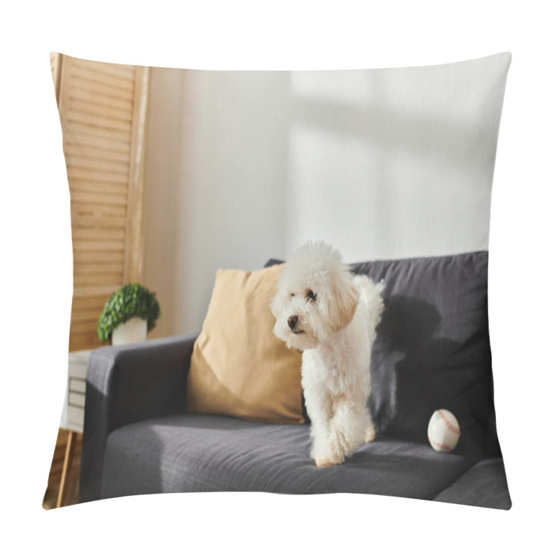 Personality  A Small White Dog, Bichon Frise, Relaxing On A Sleek Black Couch. Pillow Covers