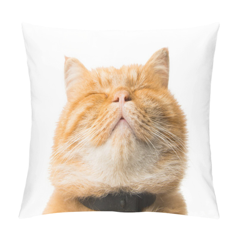 Personality  ginger cat isolated pillow covers