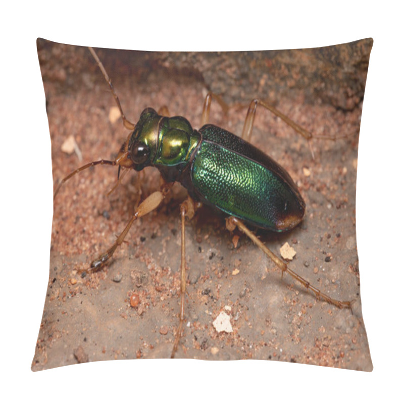 Personality  Green Tiger Beetle Of The Genus Tetracha Pillow Covers