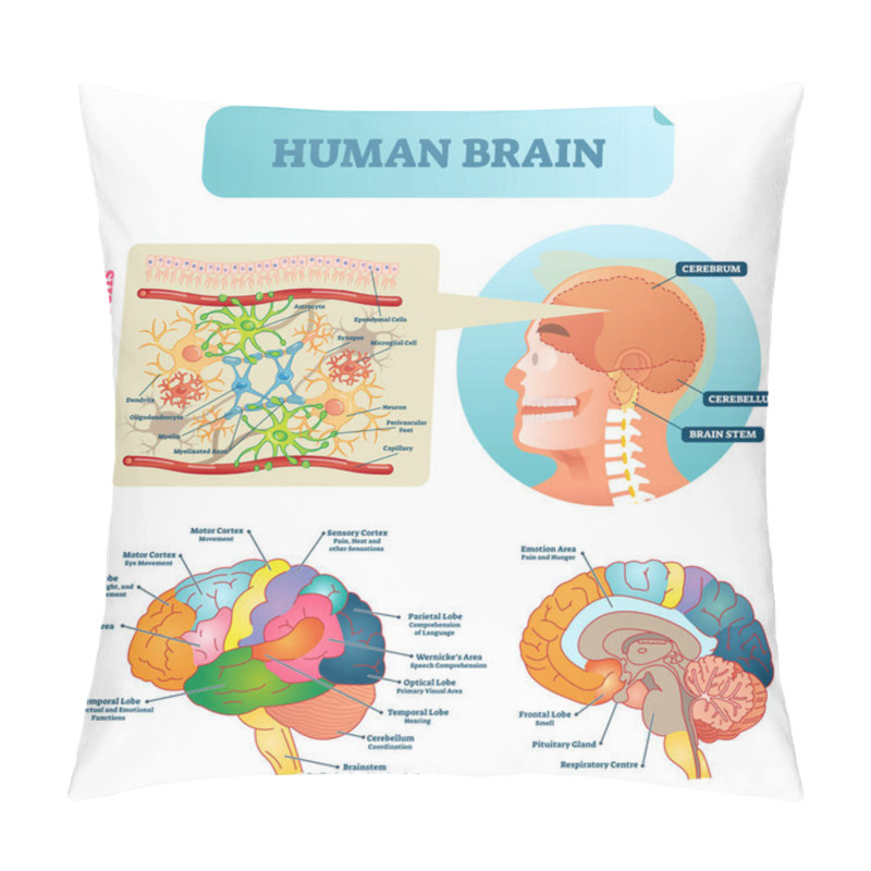 Personality  Brain Vector Illustration. Medical Educational Scheme With Neurological Cells Closeup. Silhouette With Cerebrum, Cerebellum And Stem. Cortex And Lobe Diagram. Pillow Covers