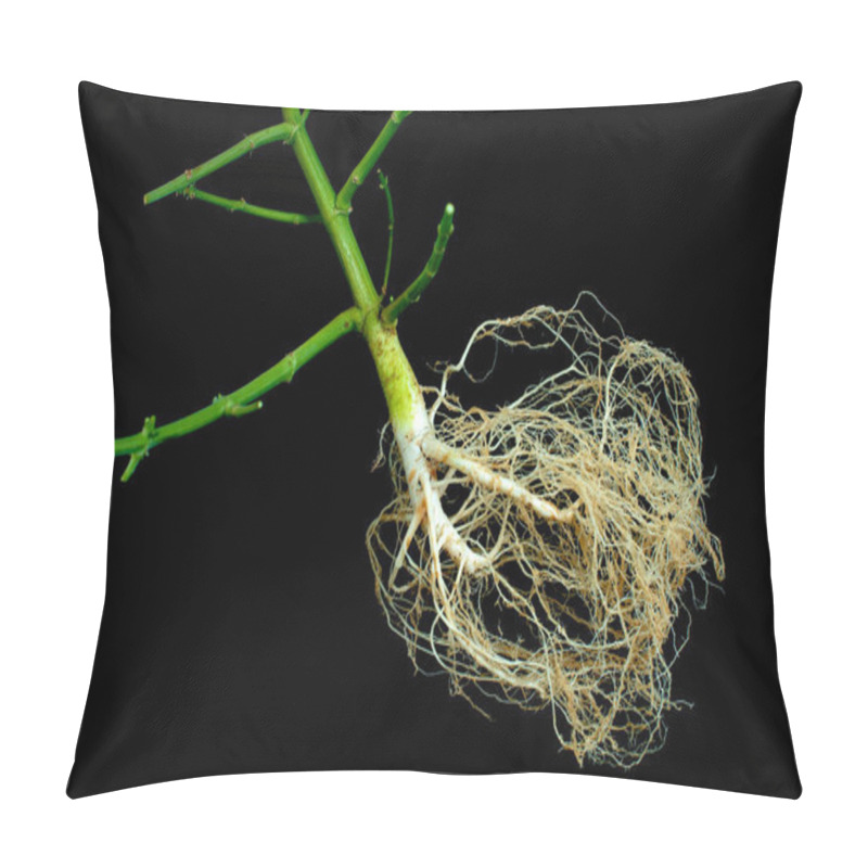 Personality  The Remainder Of The Trimmed Stem And Peeled Cannabis Roots On A Black Background Pillow Covers