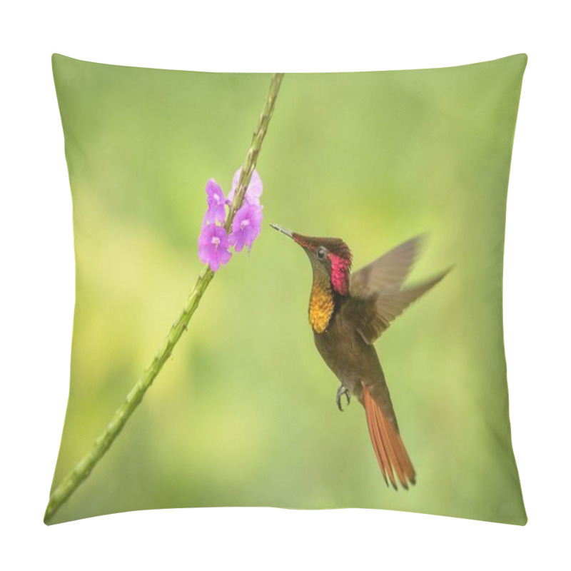 Personality  Ruby Topaz (Chrysolampis Mosquitus) Hovering Next To Violet Flower, Bird In Flight, Caribean Trinidad And Tobago, Natural Habitat, Hummingbird With Red Head And Yellow Throat Sucking Nectar Pillow Covers