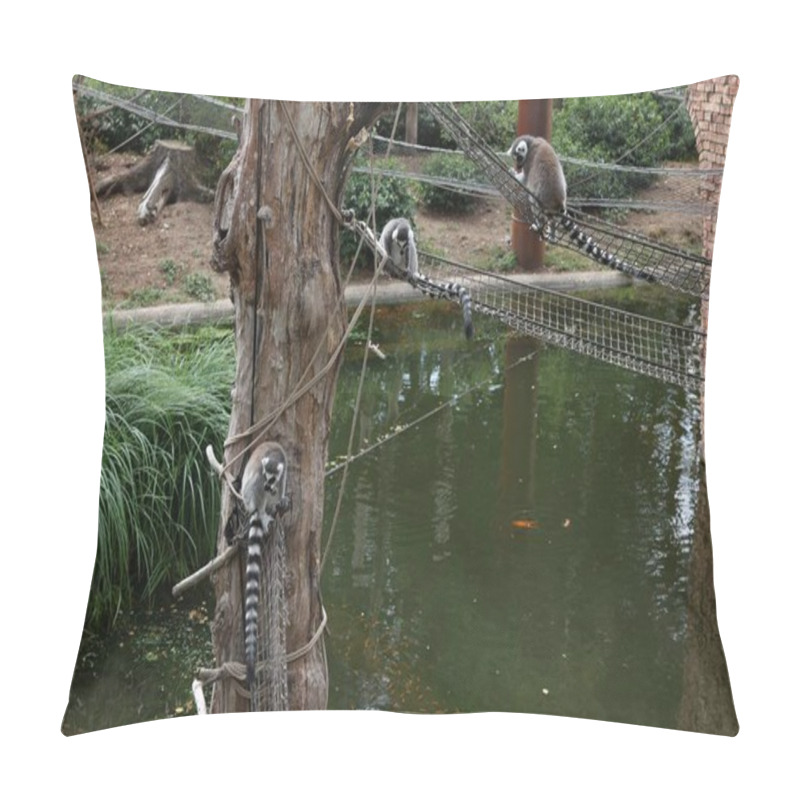 Personality  Amersfoort, The Netherlands - August 20, 2022: Adorable Lemurs In DierenPark Pillow Covers