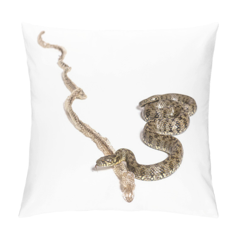 Personality  Viperine Water Snake, Natrix Maura, Shedding Skin UK Molting, Nonvenomous And Semiaquatic Snake, Isolated On White Pillow Covers