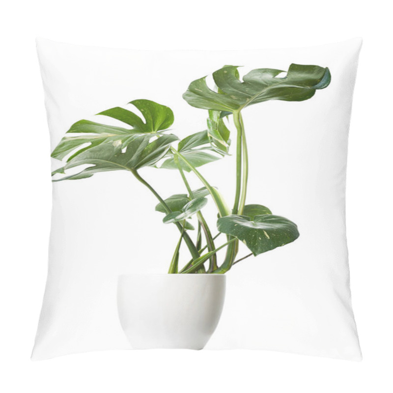 Personality  Variegated Monstera Plant In White Pot, Monstera Thai Constellation, Isolated On White Background, With Clipping Path Pillow Covers