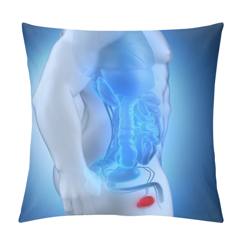 Personality  Male Testes Anatomy Lateral View Pillow Covers