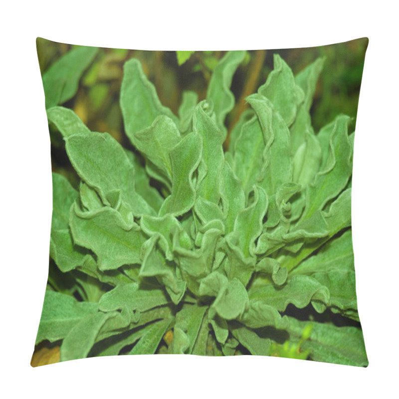 Personality  Close-up Of A Woolly Mullein, Verbascum Thapsus, Rosette With Soft, Textured Green Leaves. Concept Of Medicinal Plants, Herbal Remedies, Natural Textures, And Garden Botany. Pillow Covers