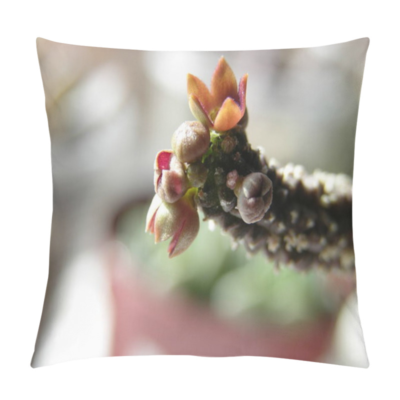 Personality  Flowering Succulent Echidnopsis Dammanniana Var. Brunnea. Close-up Shooting With Shallow Focus.           Pillow Covers