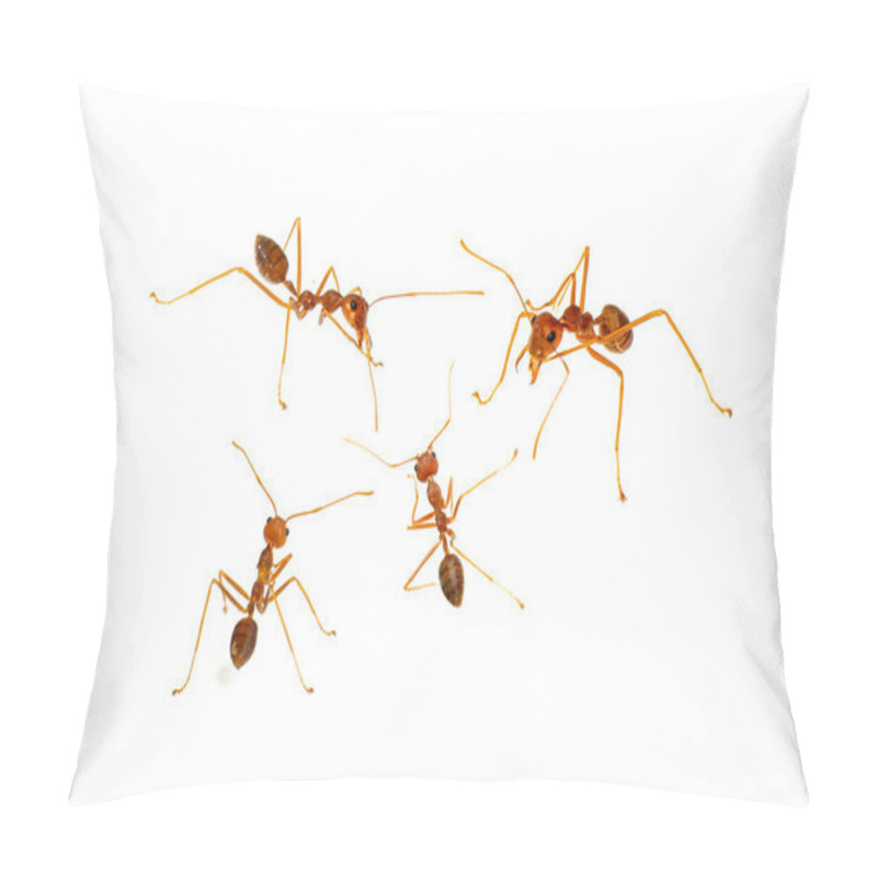 Personality  Ant Isolated On White.Formica Rufa Pillow Covers