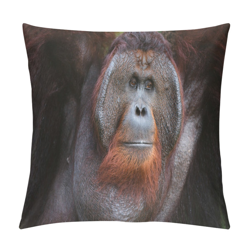 Personality  Portrait Of Orangutan. Pillow Covers