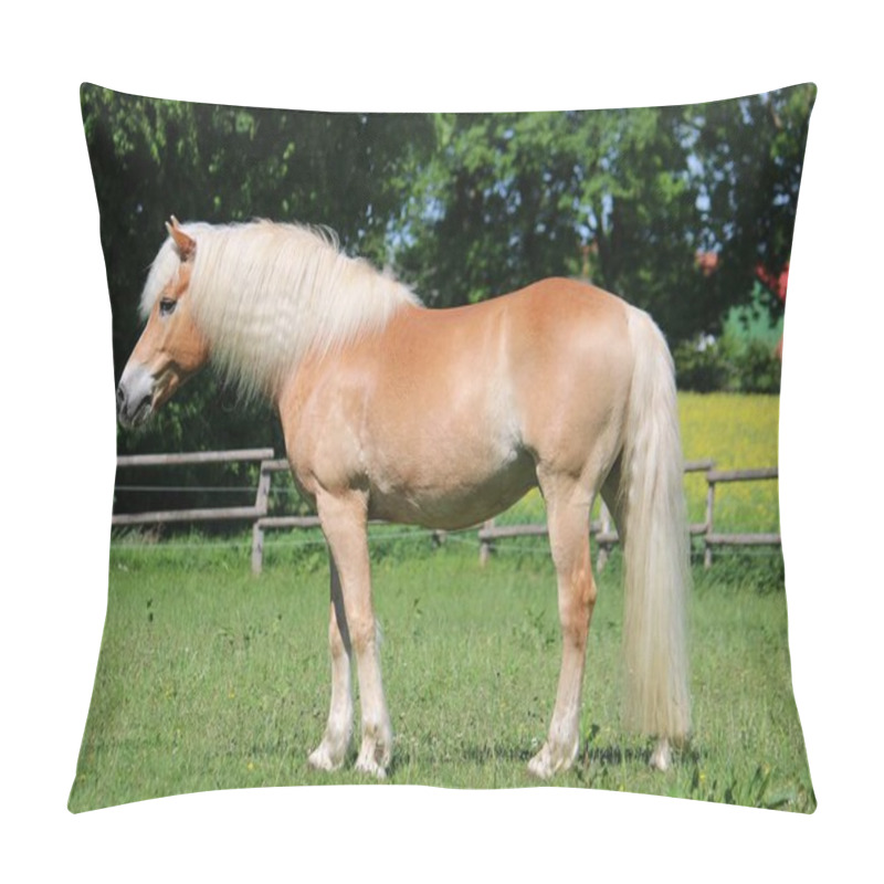 Personality  Beautiful Haflinger Horse Is Standing On The Paddock In The Sunshine Pillow Covers