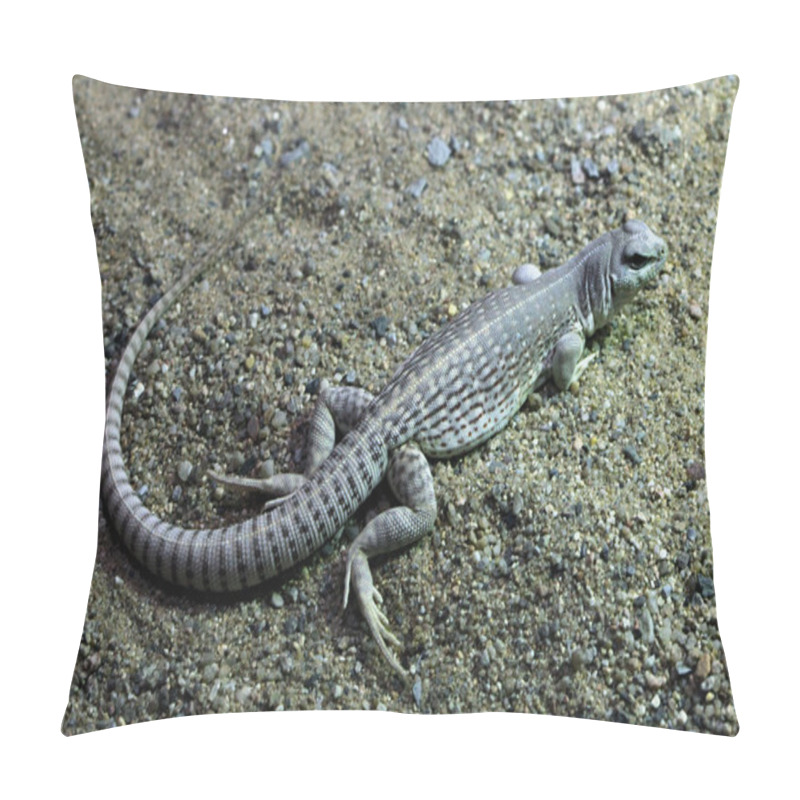 Personality  Desert Iguana (Dipsosaurus Dorsalis) Pillow Covers