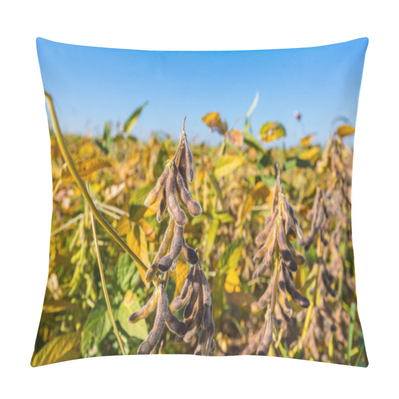 Personality  Soy Bean Close Up. Soybean In Field. Ripe Soybean Pods Close Up, Cultivated Organic Agricultural Crop Pillow Covers