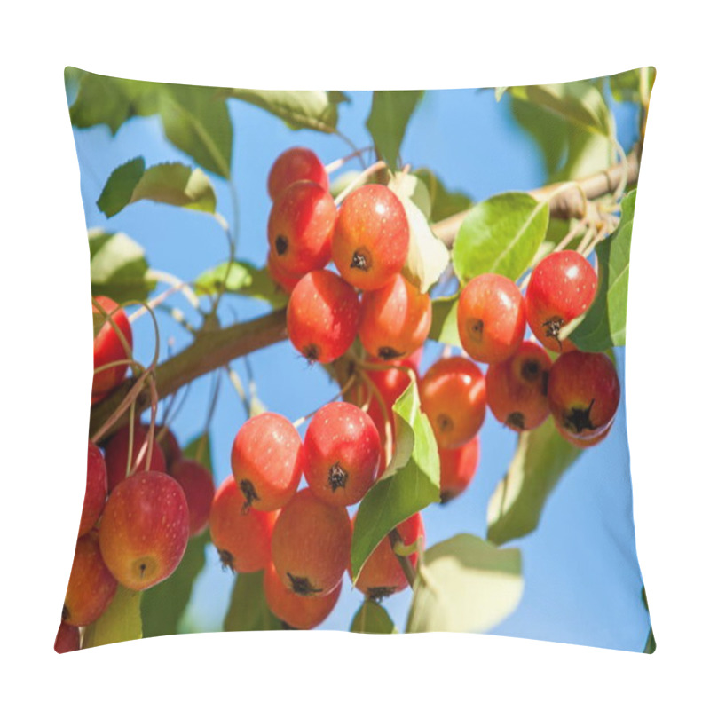 Personality  Crabapple And Wild Apple. Malus  Is A Genus Of About  Species Of Small Deciduous Apple Trees Or Shrubs In The Family Rosaceae Pillow Covers