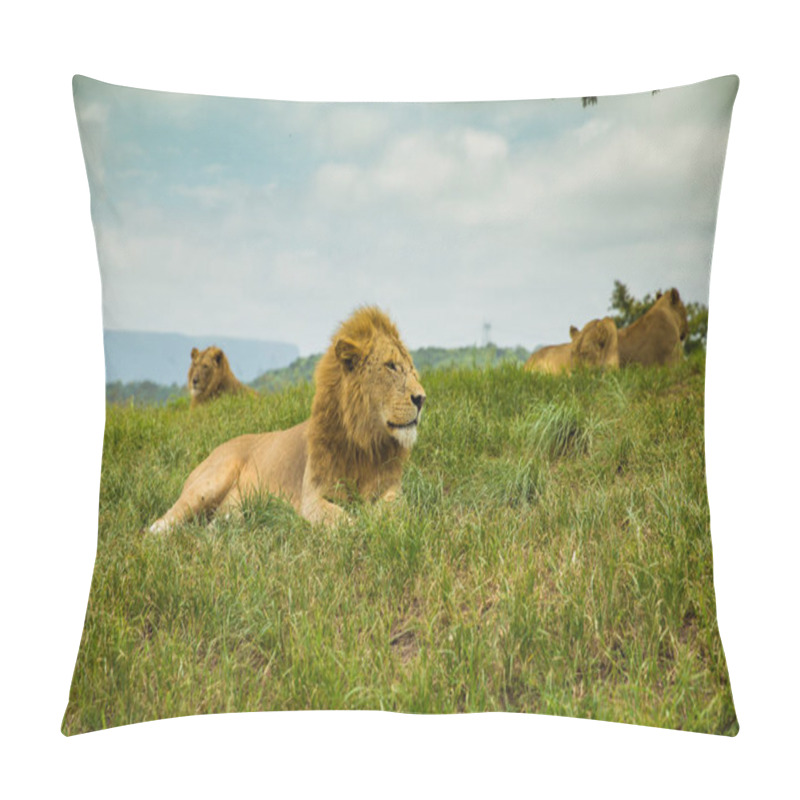 Personality  Chilling Lion Safari South Africa Pillow Covers