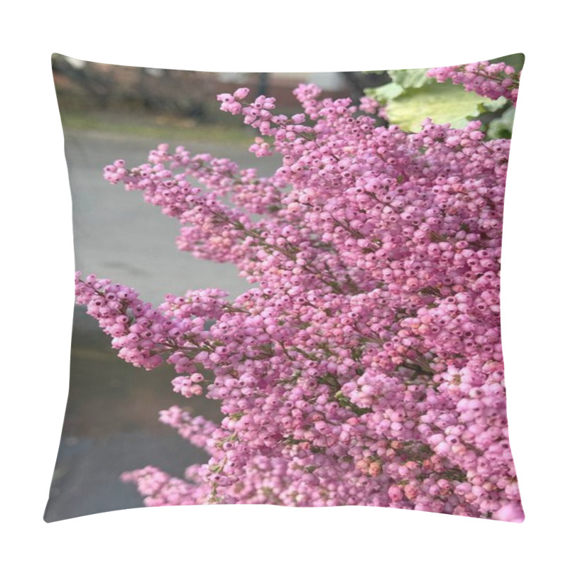 Personality  Delicate Light Pink Erica Hirtiflora Flowers In Bloom, Showcasing Soft Petals And A Gentle, Natural Beauty. Pillow Covers