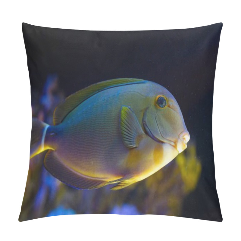 Personality  Young Black Surgeonfish With Barbs Side View In Reef Marine Aquarium, Big Rare Demanding Species Require Care Of Experienced Aquarist, Popular Pet In LED Actinic Blue Light, Dark Blurred Background Pillow Covers