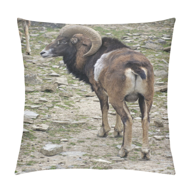 Personality  Mouflon In Stony Ambiance Pillow Covers