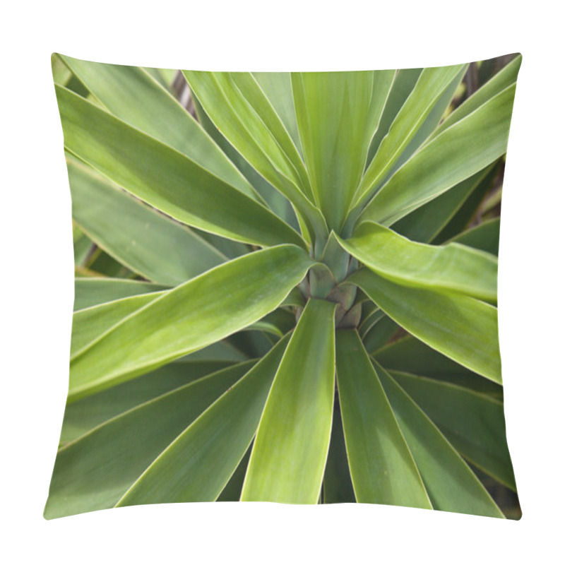 Personality  Agave Plant Pillow Covers