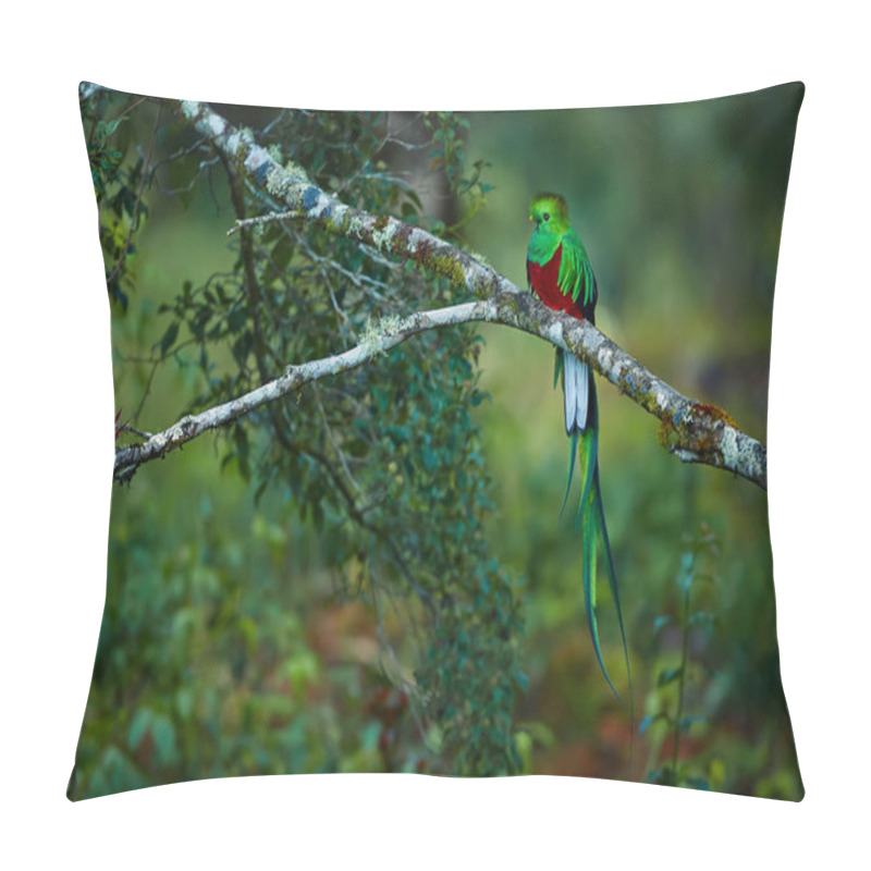 Personality  Resplendent Quetzal, Pharomachrus Mocinno. Green Bird From Costa Pillow Covers