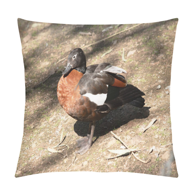 Personality  The Australian Shelduck Has A Striking Chestnut-coloured Breast And Black Body. Pillow Covers