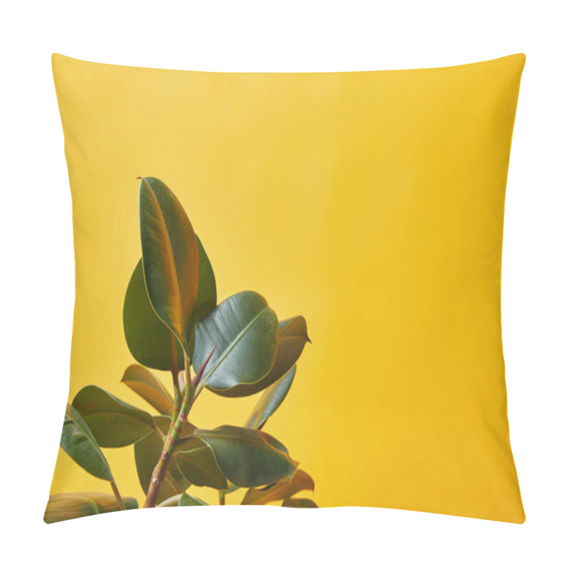 Personality  Close Up Of Green Ficus Leaves Isolated On Yellow Pillow Covers