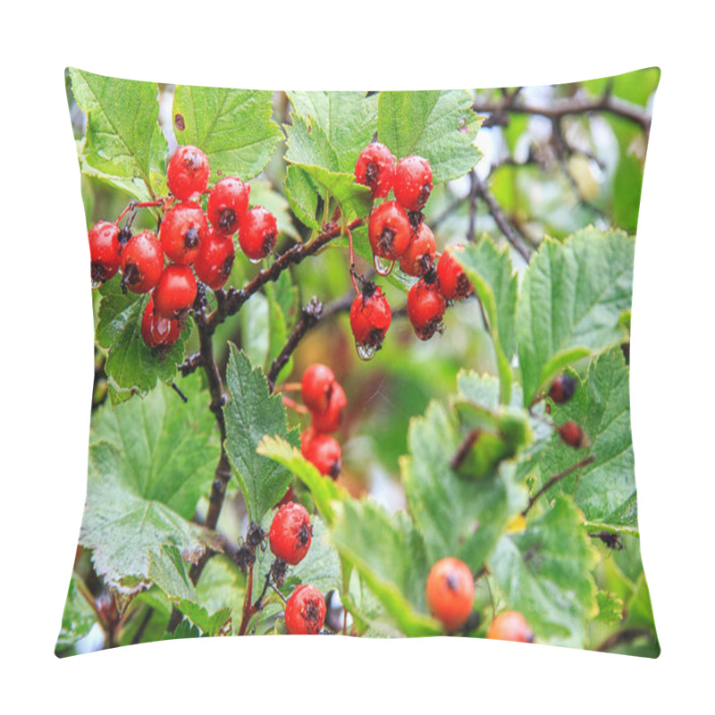 Personality  Red Wild Hawthorn Berries On The Branches After Rain In The Fore Pillow Covers