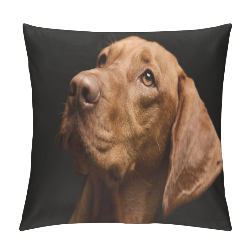 Personality  Portrait Of An Adorable Hungarian Vizsla, Studio Shot, Isolated On Black. Pillow Covers