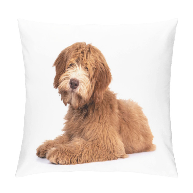 Personality  Fluffy Caramel Australian Cobberdog, Laying Down Side Ways. Eyes Not Showing Due Long Hair. Isolated On White Background. Mouth Closed. Pillow Covers