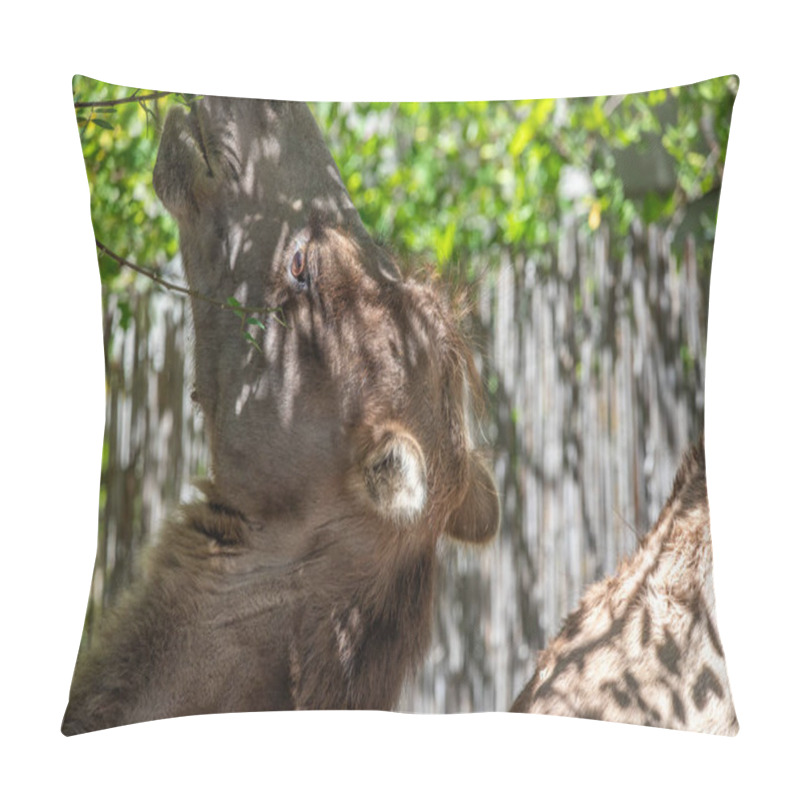 Personality  Portrait Of A Camel, Camelus Ferus, In The Zoo. Big Eyes, Funny Look And Soft Fur, An Animal In The Zoo Of Siofok, Balaton Pillow Covers