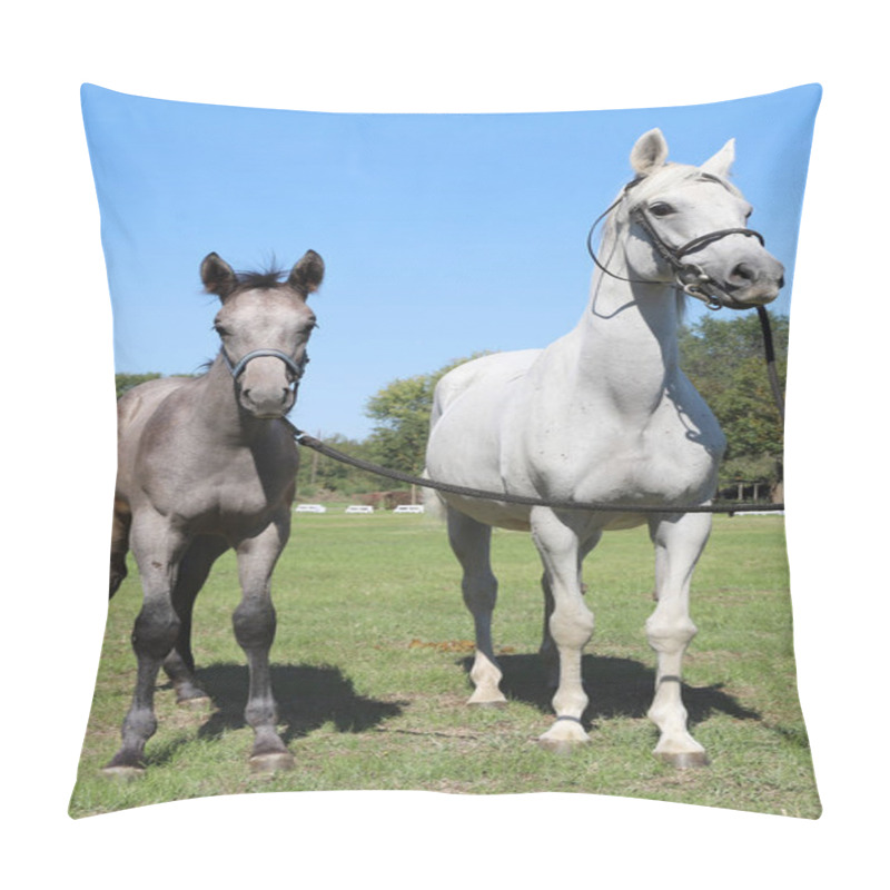 Personality  Young Mare And His Foal Show Off Their Skills On A Beautiful Summer Day, Equestrian Atmosphere Pillow Covers