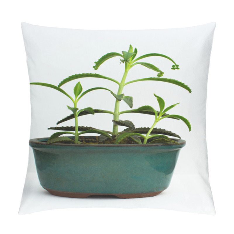 Personality  Mother Of Thousands Pillow Covers