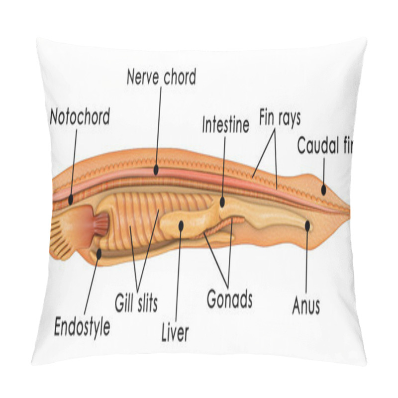 Personality  Branchiostoma, Lancelets Genus Pillow Covers